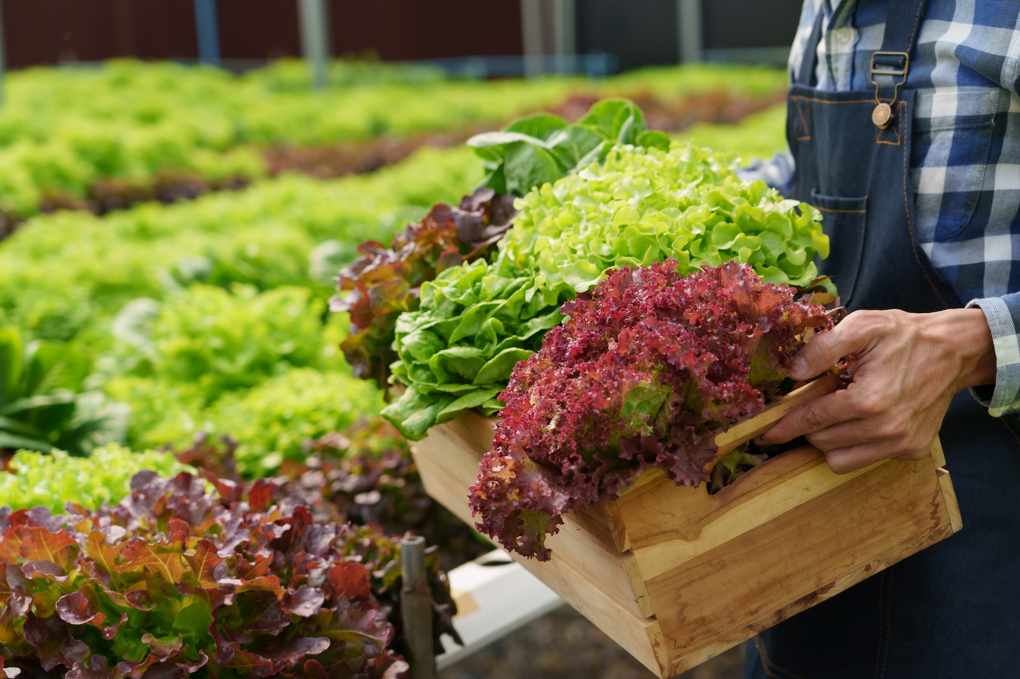 happy farmer hand picking fresh salad in the salad growing garden hydroponic farm Freshly harvested lettuce organic for health food and Earths day concept.