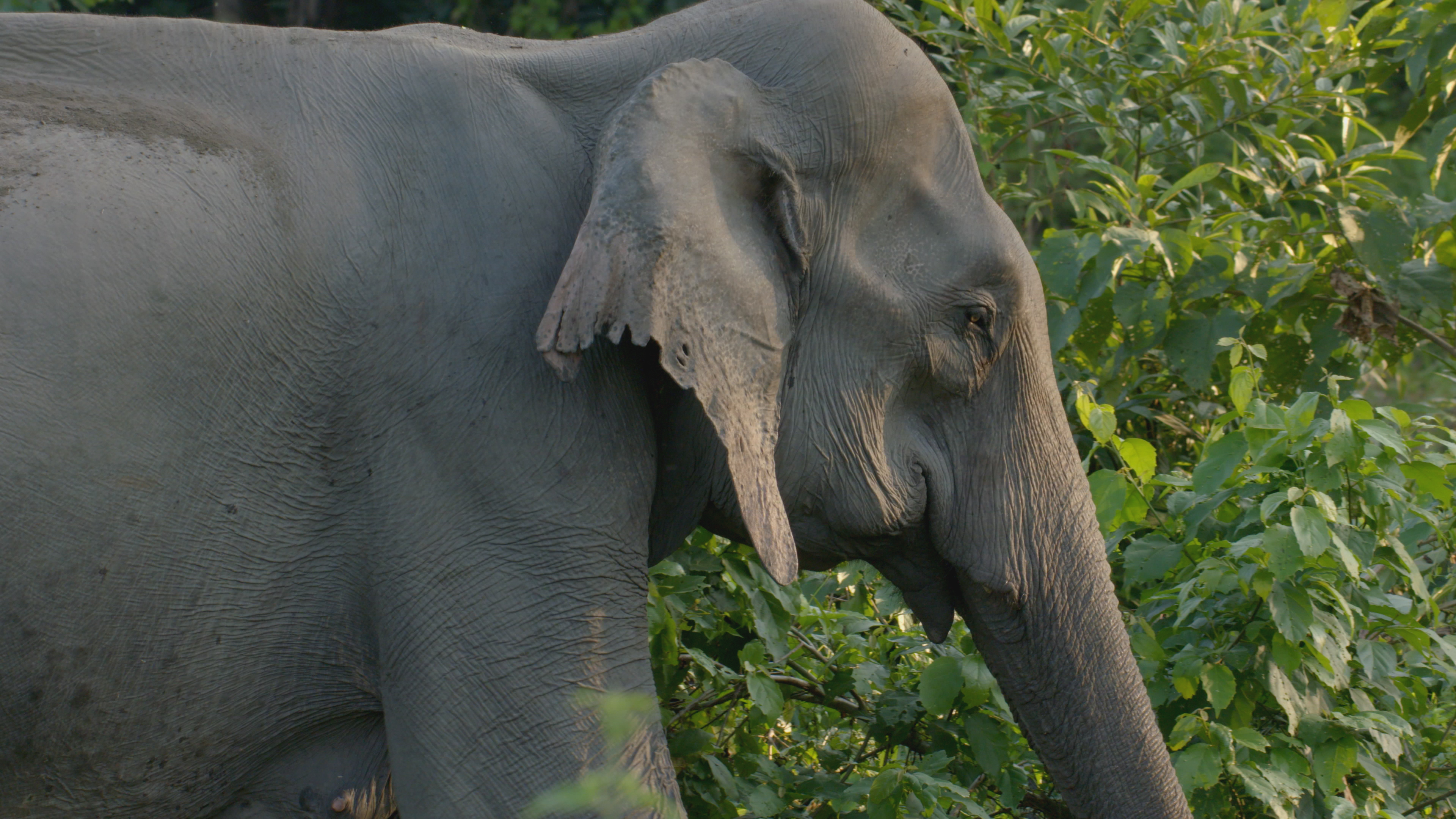 Asian Elephants (Off The Fence)