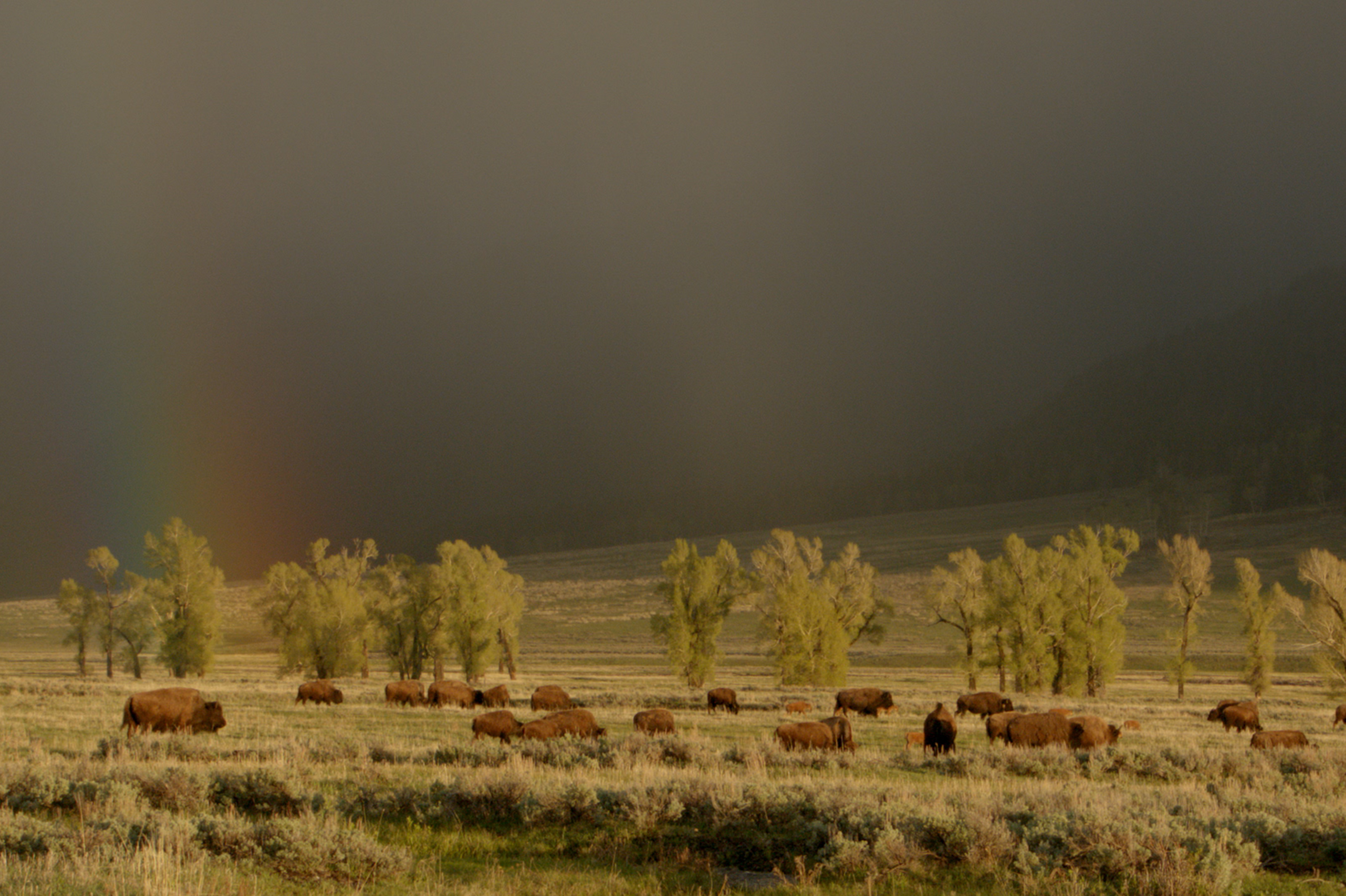 Yellowstone